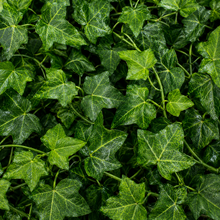 Planta Artificială Ghirlandă din Iederă, 12 Ramuri x 36 Frunze, Verde